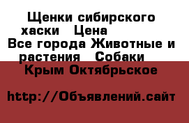 Щенки сибирского хаски › Цена ­ 12 000 - Все города Животные и растения » Собаки   . Крым,Октябрьское